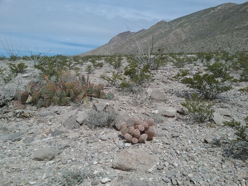 View of  Franklin Mountains from the trail. Texas rainbow cactus.