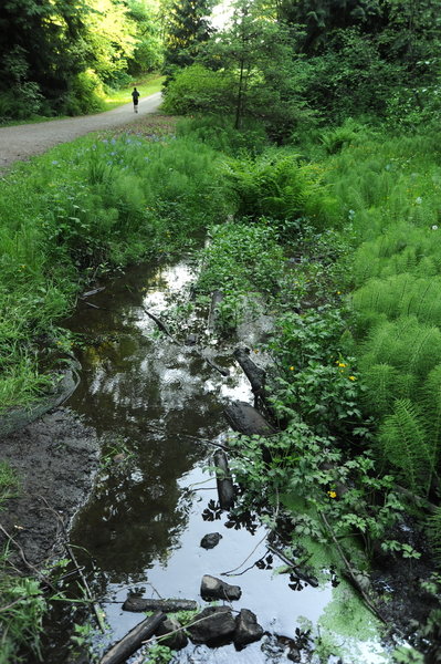 Jogger on a path, stream, trees, stones, reflections, Cowan Park, Seattle, Washington, USA