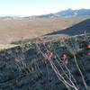 View of the North Franklin Mountains and Ocotillos in bloom.