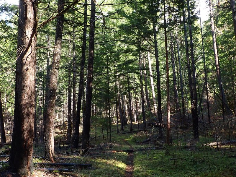 Along the Soda Springs Trail