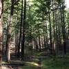 Along the Soda Springs Trail