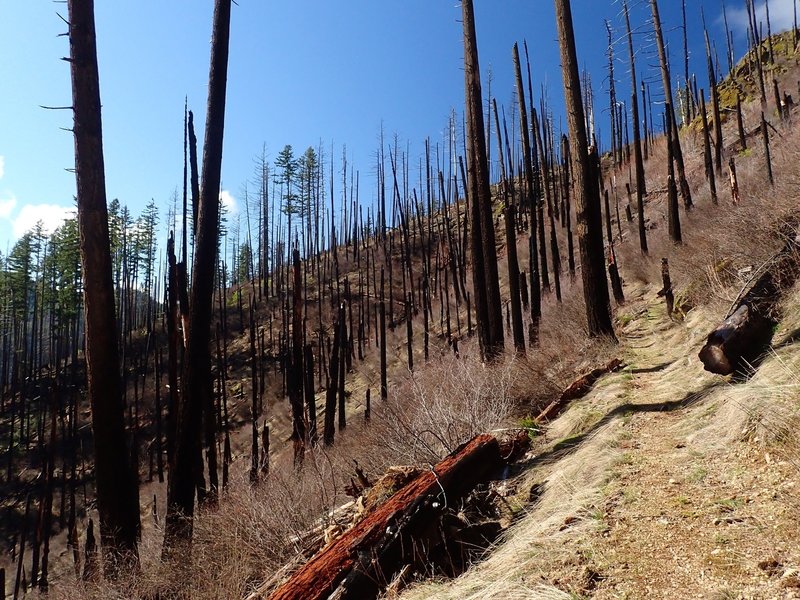 Climbing through the burned area