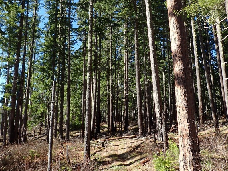 Reaching the edge of Pine Bench