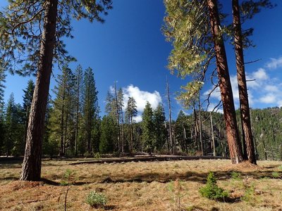 The open, grassy area at Pine Bench