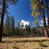 The open, grassy area at Pine Bench