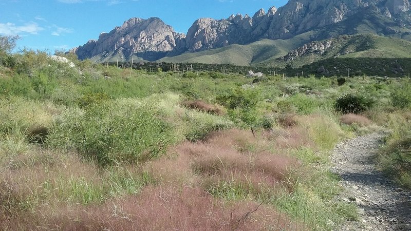 Fall grasses in full bloom.