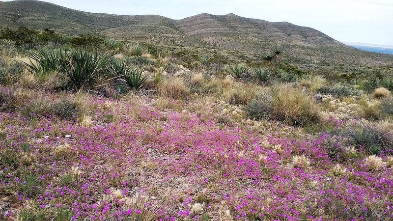 View of  Franklin Mountains from the trail. Abundance of wildflowers.