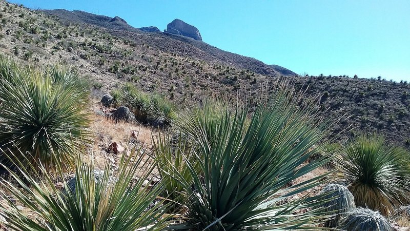 View of Mammoth Rock and Sotols