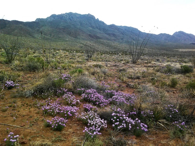 Spring flowers in bloom along the trail