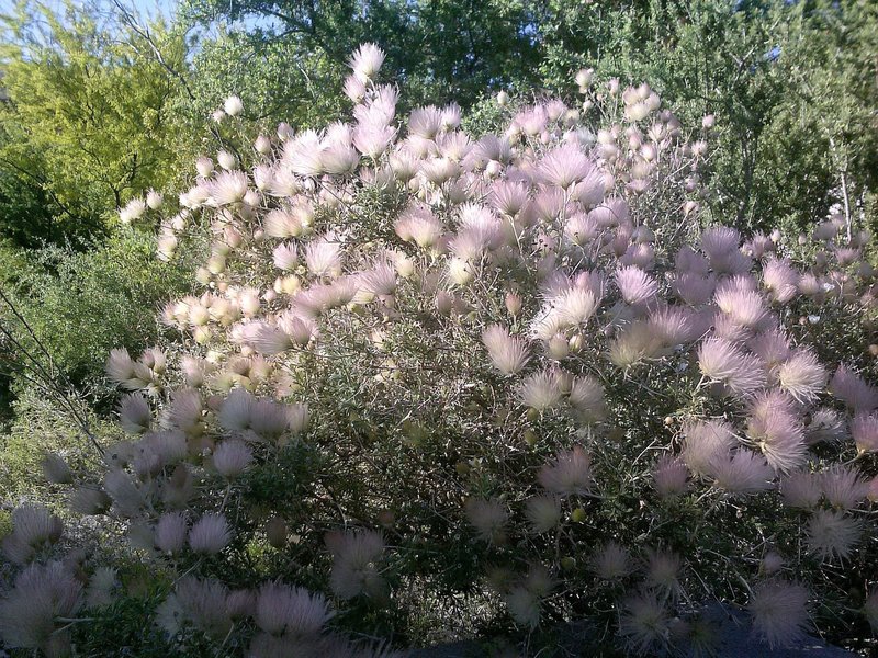 Apache plumes in bloom in the summer.