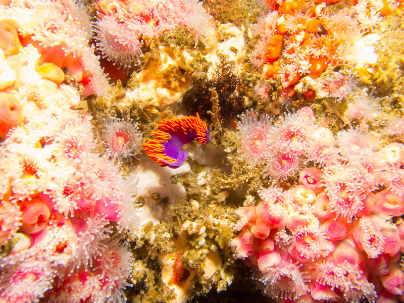 Spanish shawl, Flabellina iodinea