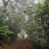 A misty day on the Oathill Mine Trail