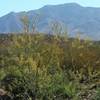 View of Franklin Mountains and acacia in bloom.