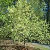 Fringe tree in bloom in the spring.