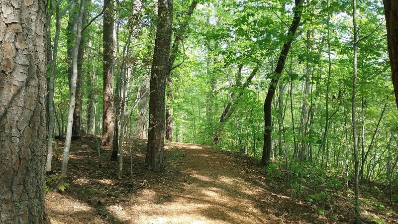 Walk through the forest.