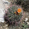 Fishhook Barrel Cactus.