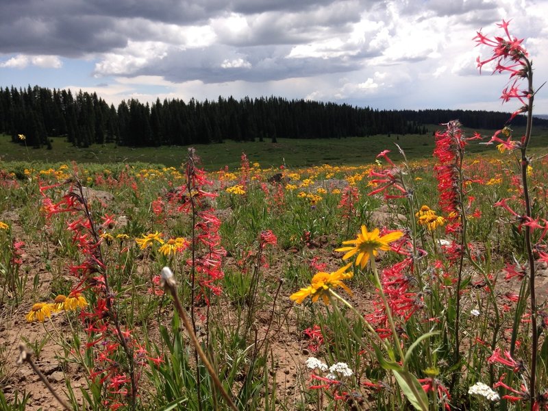 Flowers everywhere