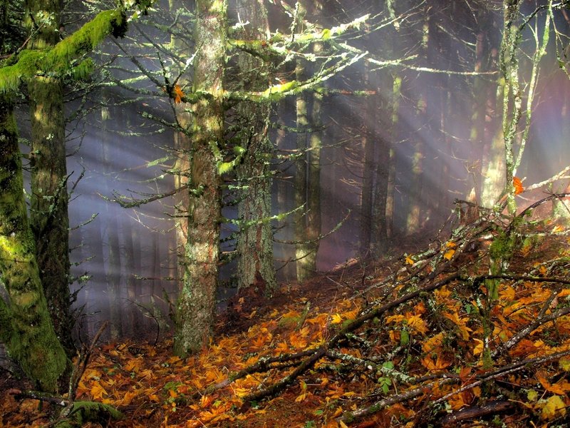 Early morning mist on the Dog Mountain Trail