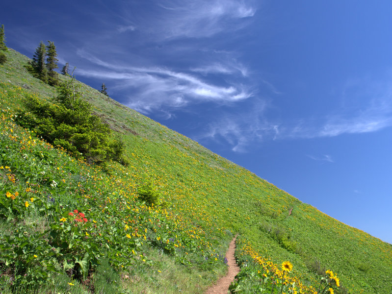 The Dog-Augspurger Tie Trail in early summer