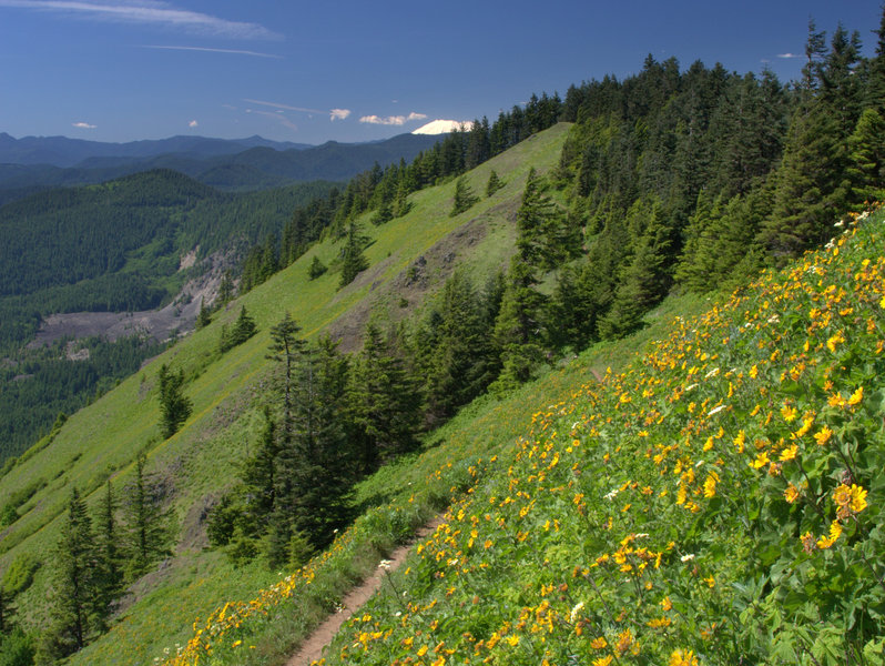 Mount Saint Helens from the Tie Trail