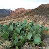 Looking west from the trail, opuntias in the foreground.