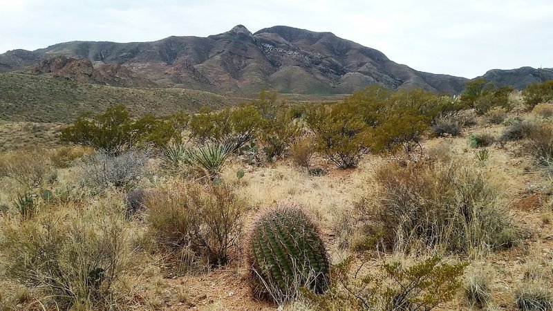 Looking back on the trail, the Franklin Mountains in the background.