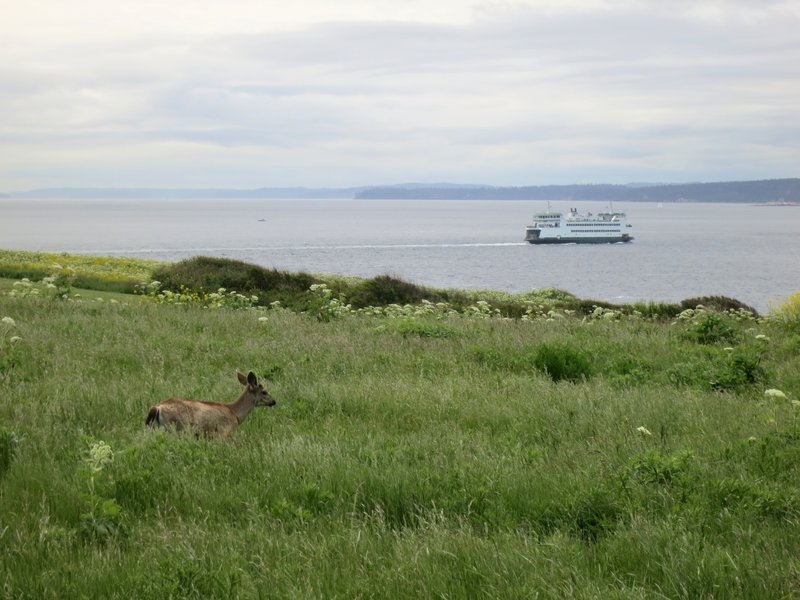 Deer and ferry.