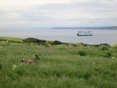 Deer and ferry.