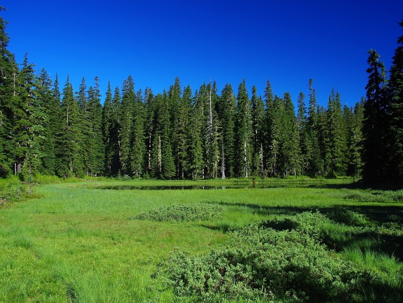 Wetlands at one end of Chenamus Lake