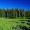 Wetlands at one end of Chenamus Lake