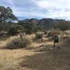 Turning off from the main wash onto the Cactus Spring trail....if you carried on straight at this junction you would join the Guadalupe trail to the east. Martinez Mtn. is in the background.