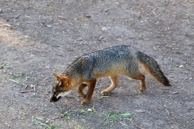 Island fox.