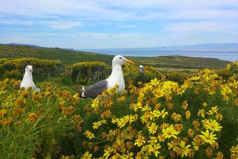 Larus occidentalis, Anacapa, 2015.03.15.