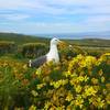 Larus occidentalis, Anacapa, 2015.03.15.