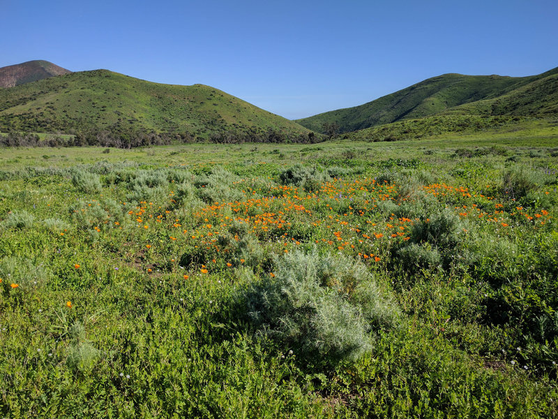 Golden Poppies in the natural garden.