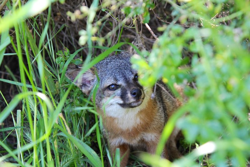 What is up with you, Island Fox?