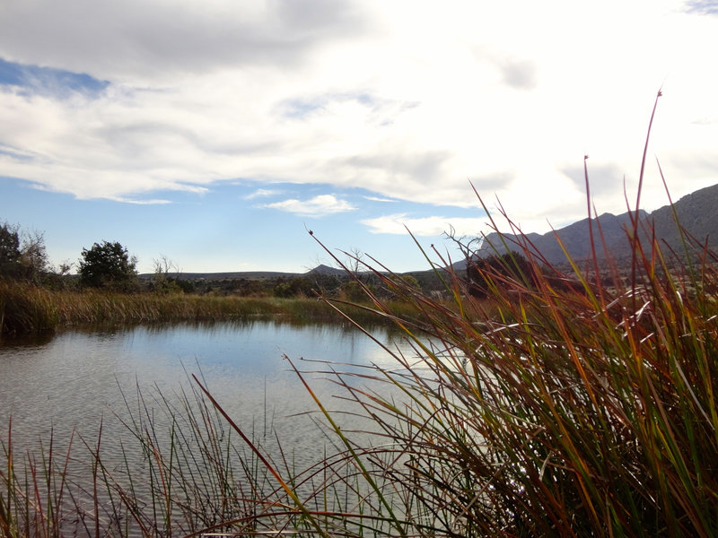 Another shot of Manzanita Spring.