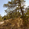 Forest on Guadalupe Mountains National Park, Guadalupe Peak Trail.