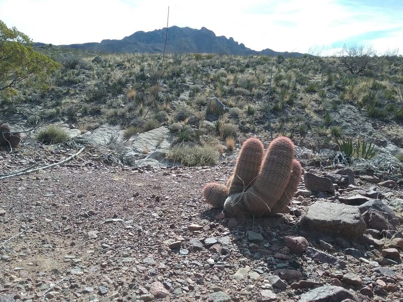 View of the little tin mine hill from the Mayberry trail