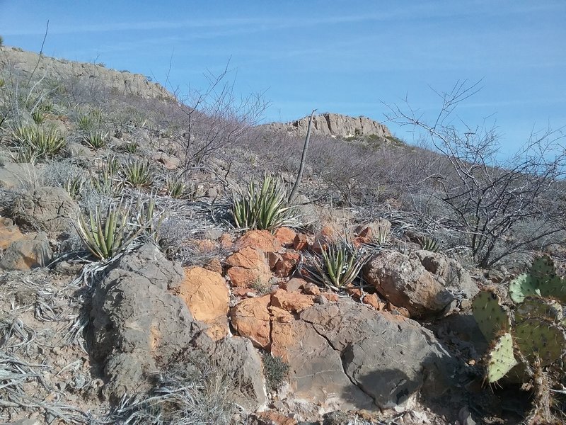 Looking northwest on the trail.