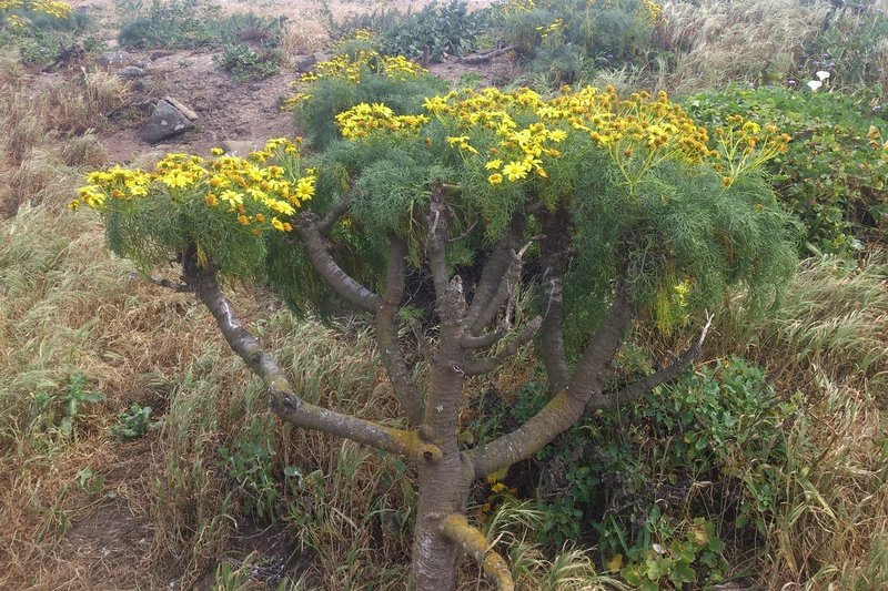 Leptosyne gigantea (Coreopsis gigantea), CA, Anacapa, 2015.03.15.