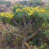 Leptosyne gigantea (Coreopsis gigantea), CA, Anacapa, 2015.03.15.