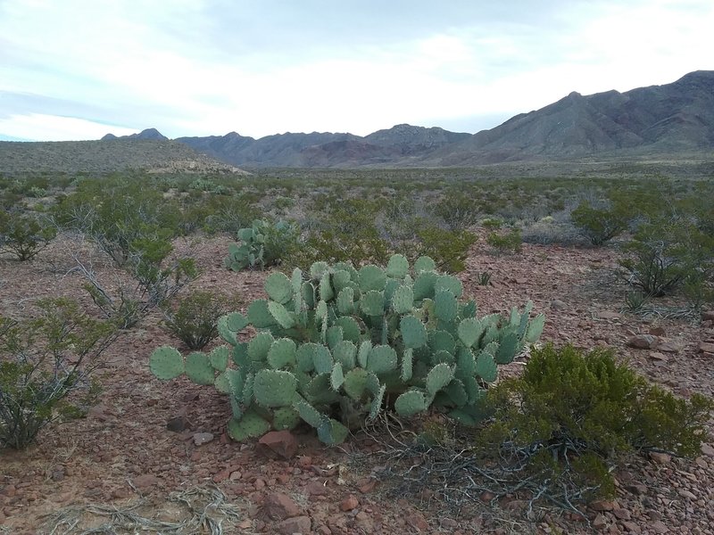 Looking east from the trail