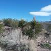 Banana yucca starting to bloom and view of the Franklin Mountains.