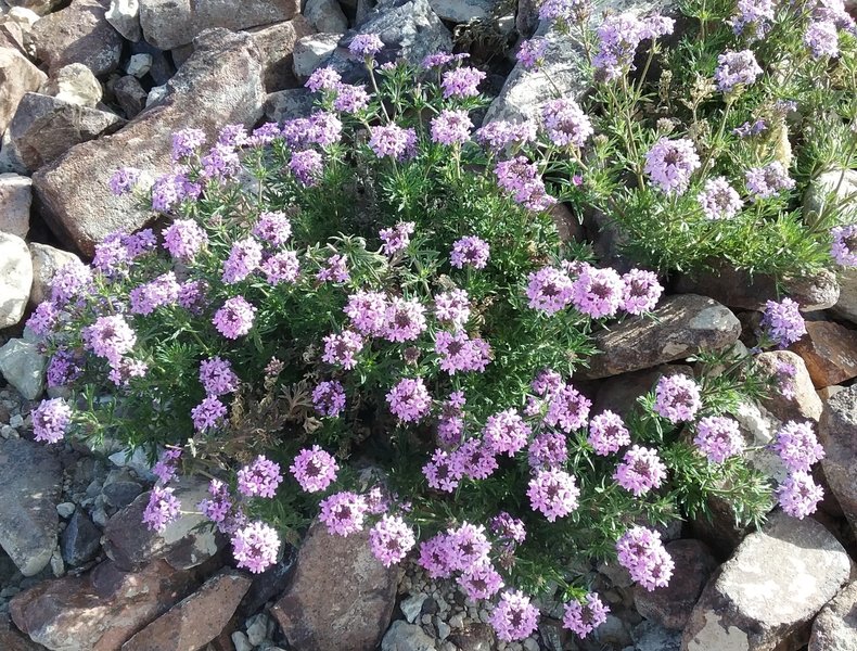 Verbena in bloom.