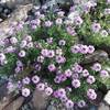 Verbena in bloom.