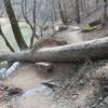 that is one heck of a step to get over this tree.    the only difficult obstacle on this trail for people with short legs