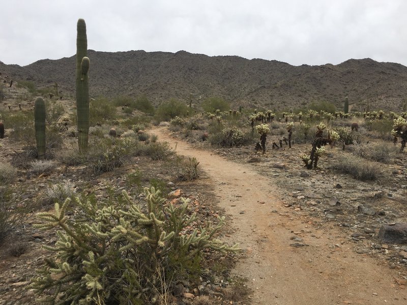 Chuckwalla Trail looking northeast