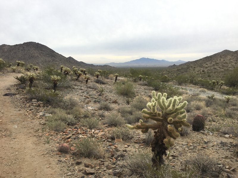 Chuckwalla Trail facing northwest