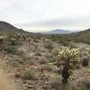 Chuckwalla Trail facing northwest